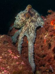Octopus vulgaris. Bermeo, Bay of Biscay. E900, D2000. by Mikel Cortes 